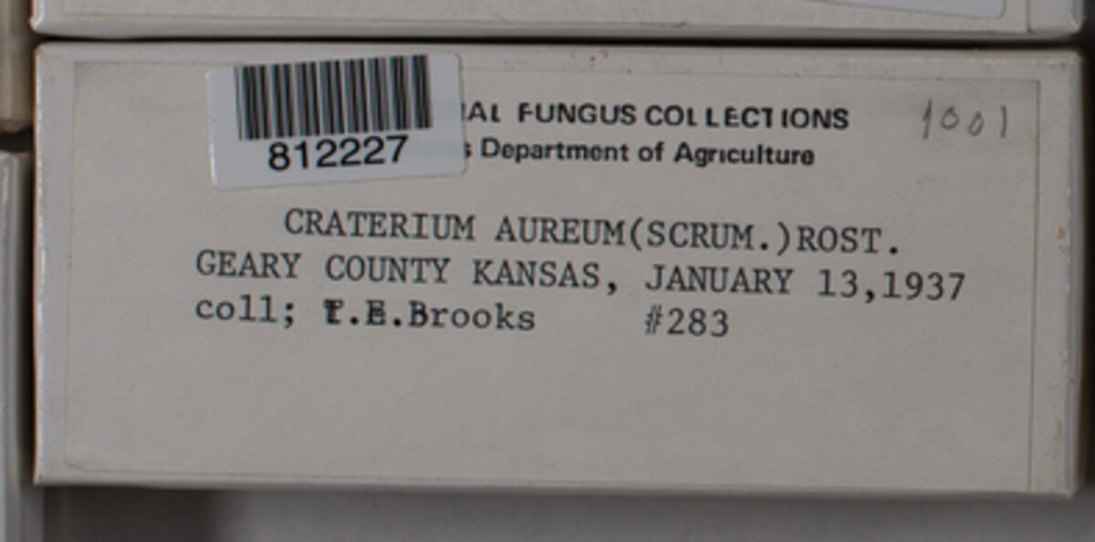 Craterium aureum image
